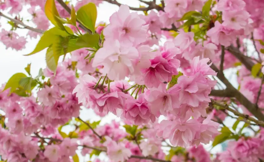 Sakura w ogrodzie - Sadzenie, pielęgnacja i odmiany do Polski