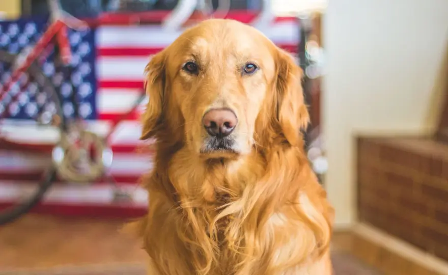 Ile żyje golden retriever? Sekrety długowieczności i zdrowia psa
