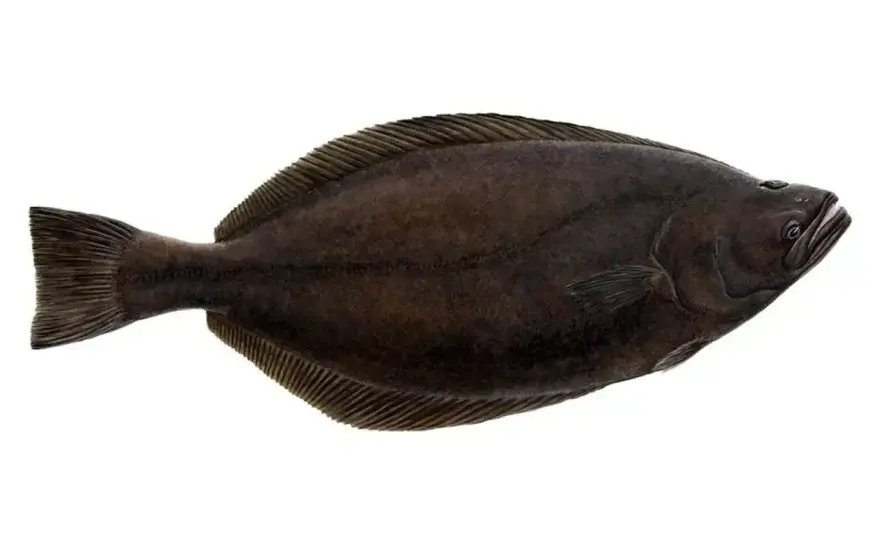 Halibut - Gdzie żyje i dlaczego to ważne? Poznaj prawdę!