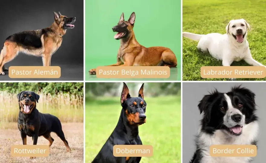 Perros policía en España - Razas, tareas y cuidados