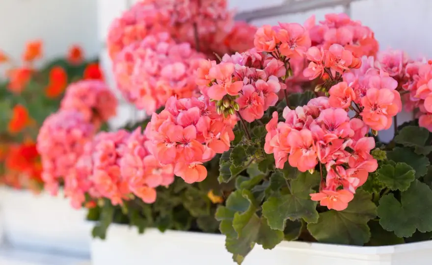 Geranium kwiat - jak odróżnić bodziszka od pelargonii