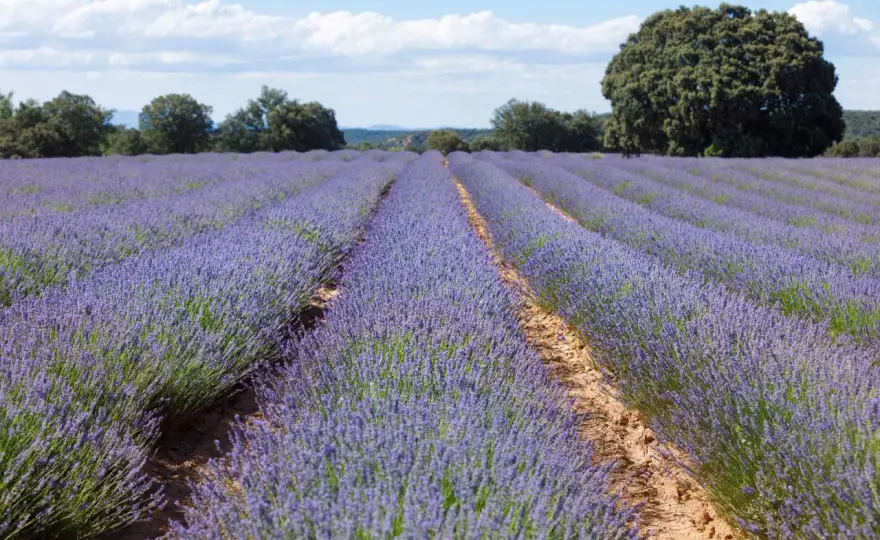 Festival Lavanda Brihuega - Guía completa para una visita perfecta