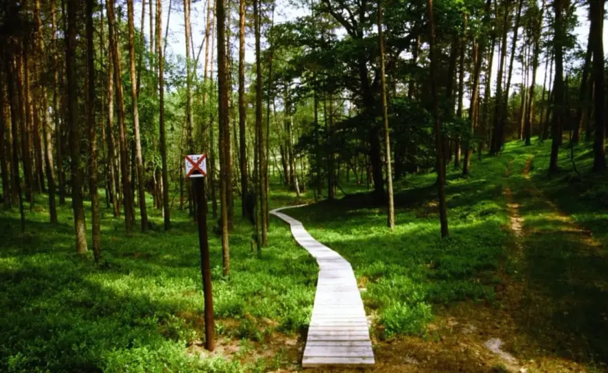 Bory Tucholskie - gdzie są, co zobaczyć i jak zwiedzać?