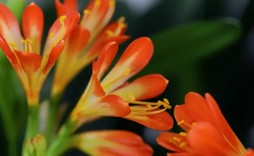 Clivia, come coltivarla e farla rifiorire ogni anno