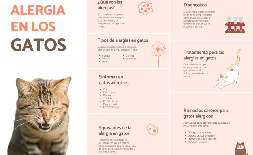 Alergia al gato y ronchas, señales que no conviene pasar por alto