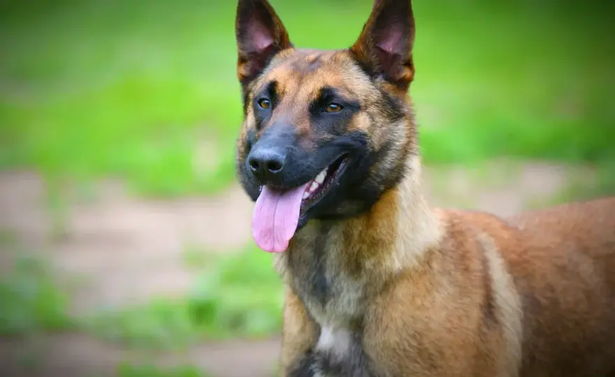 Perro más inteligente - ¿Border Collie o Malinois?