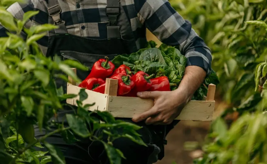Poivron au potager - Réussir sa culture sans effort !