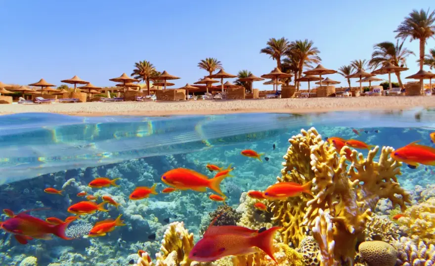 Rafy Marsa Alam - Jak zaplanować idealny wyjazd pod wodę?