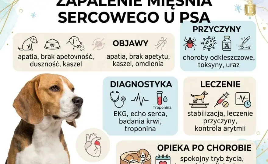 Kaszel sercowy u psa - objawy, diagnostyka, leczenie