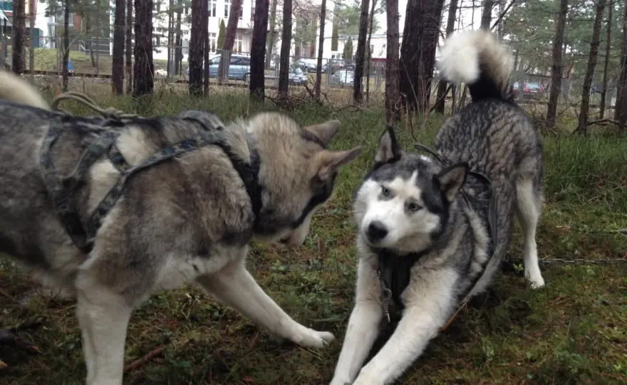 Alaskan malamut czy husky - poznaj różnice i wybierz mądrze