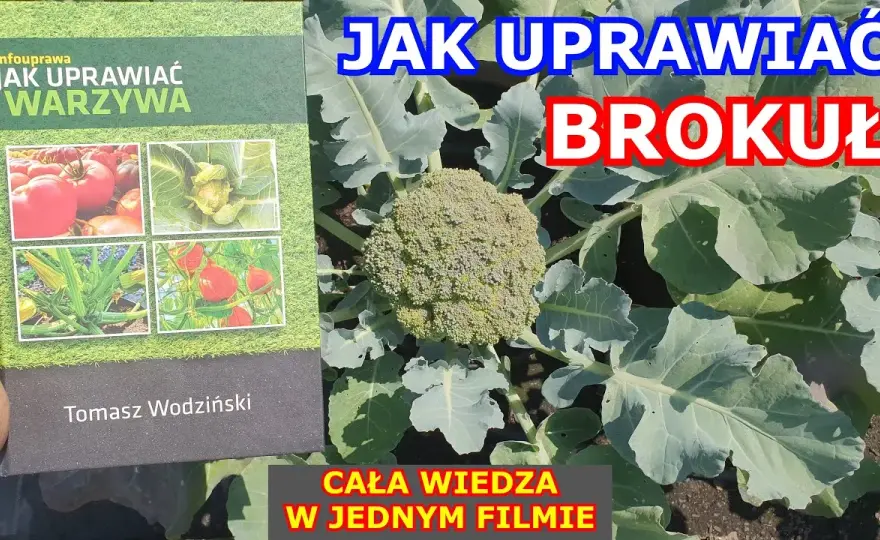 Jak uprawiać brokuły: kluczowe wskazówki dla udanej uprawy