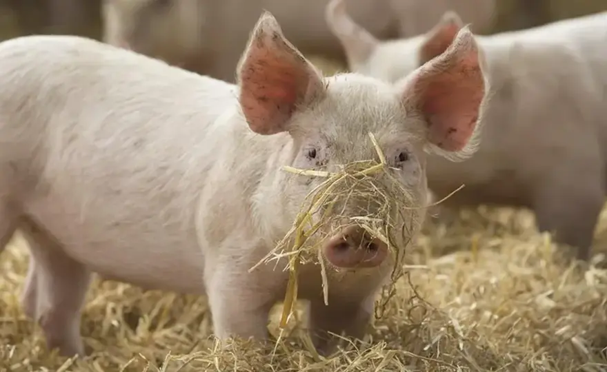 Rouget du porc - Reconnaître les lésions et agir vite