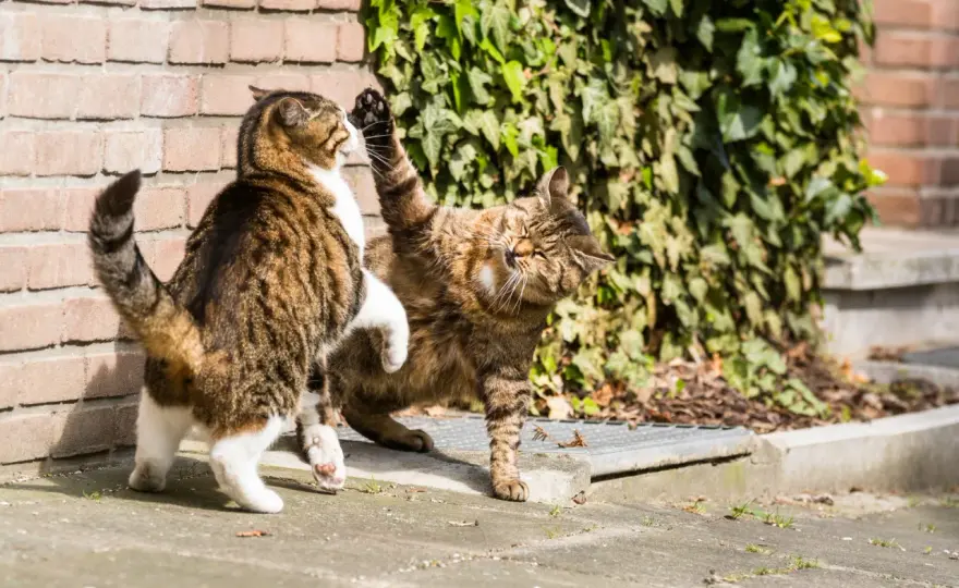 Morsure de nuque chez le chat - Jeu ou bagarre?
