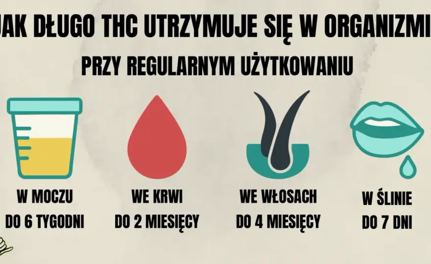 THC - działanie, objawy i czas wykrywalności - Jak czytać wyniki?