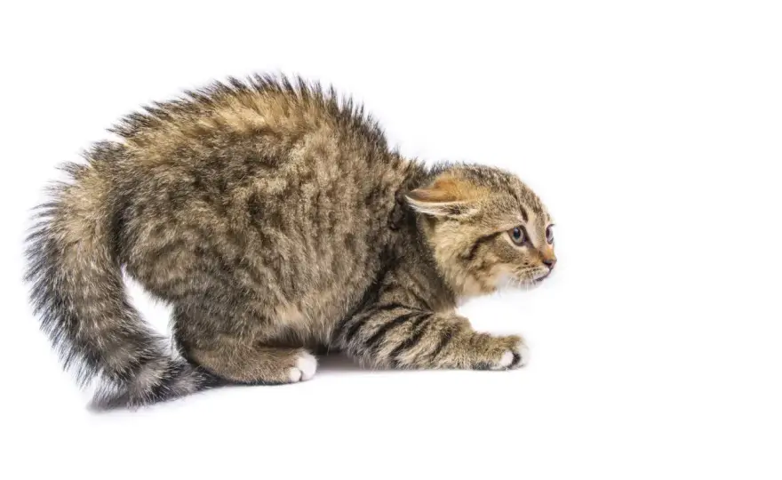 Chat craintif - 5 étapes pour une confiance durable
