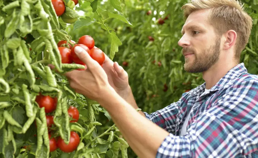 Warum Tomaten sauer schmecken - und wie sie runder werden