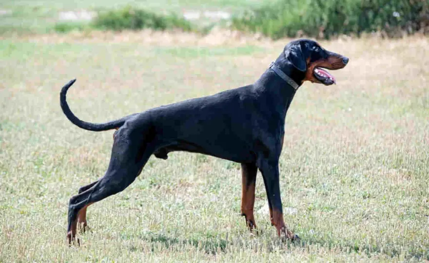 Doberman z ogonem - co naprawdę zmienia pełny ogon?