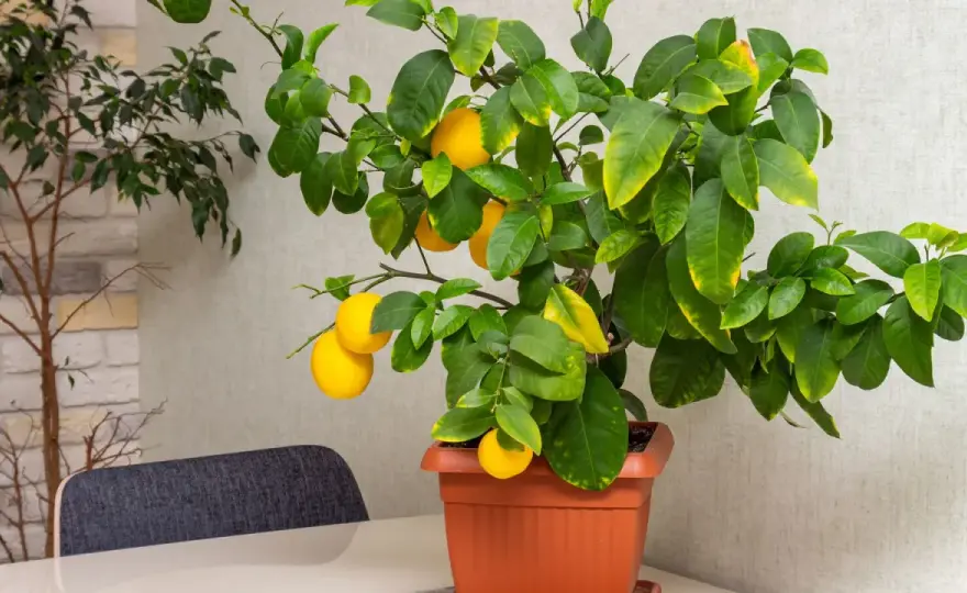Rempoter un citronnier - Le guide simple pour un agrume prospère