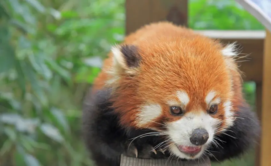 Panda rojo: ¿Mini oso o especie única? Descubre sus secretos