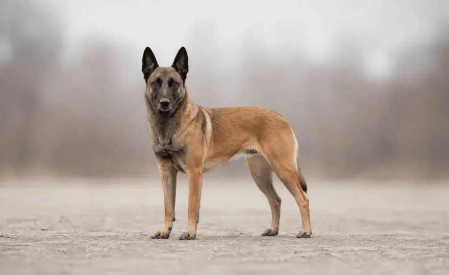 Pastor Belga - ¿Es el perro adecuado para ti?