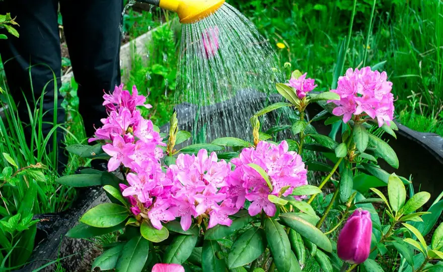 Plantera rhododendron - Så lyckas du varje gång!