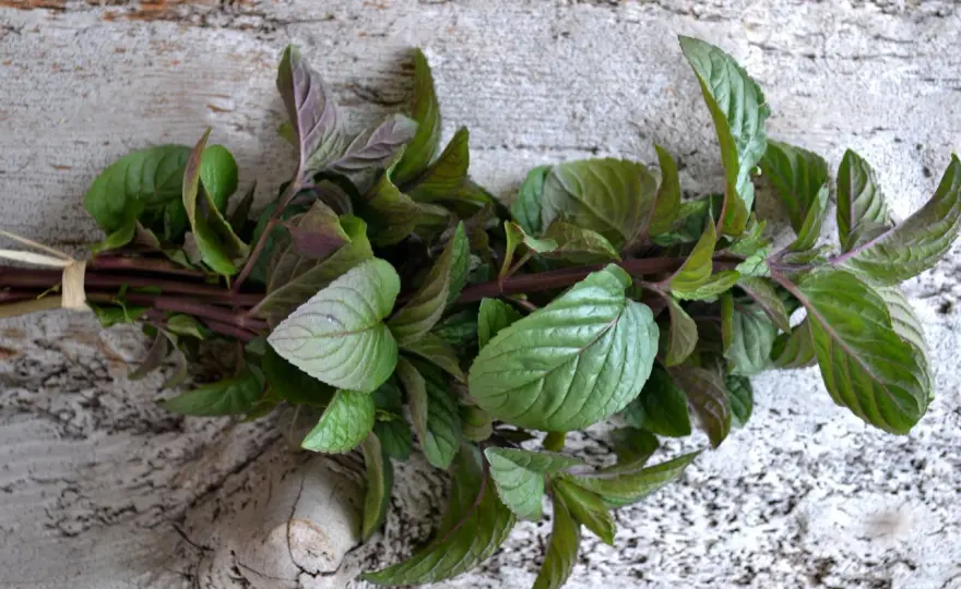 Odla mynta - Så får du täta plantor utan att den tar över