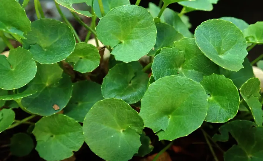Wąkrota azjatycka (Centella) - jak wybrać najlepszą?