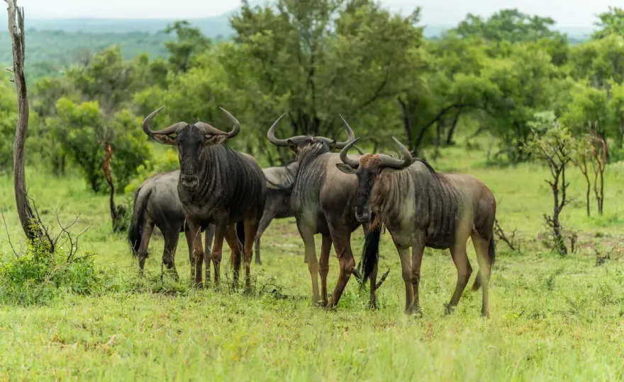 Kruger-Nationalpark richtig planen - Safari, Kosten, Regeln
