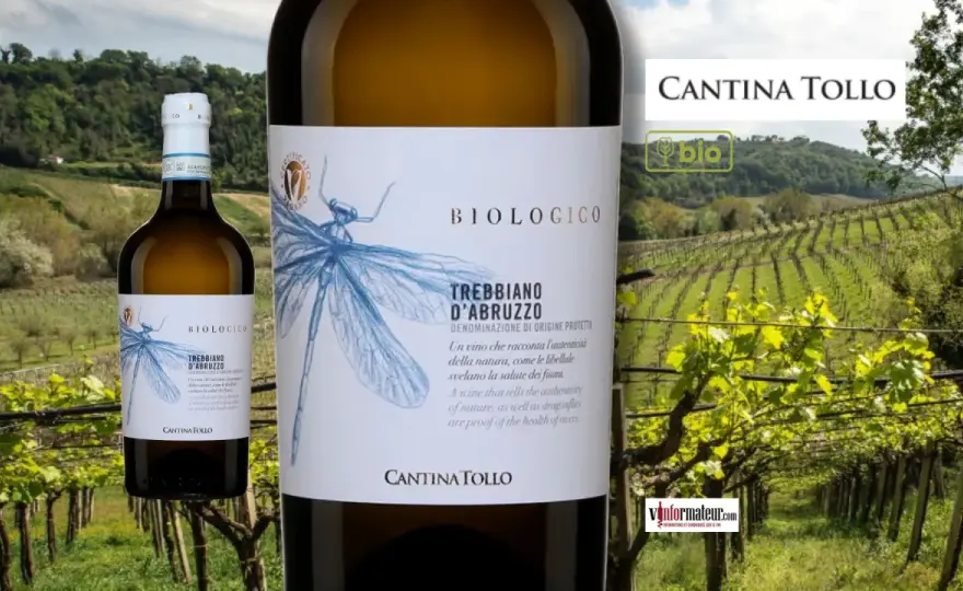 Trebbiano d'Abruzzo - Le blanc italien qui surprend