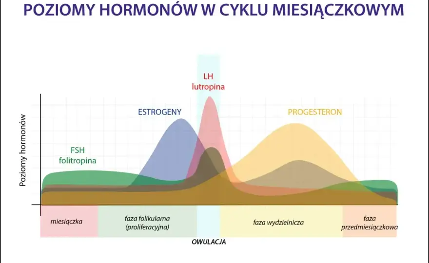 Okres po owulacji - objawy, długość, płodność. Kiedy do lekarza?