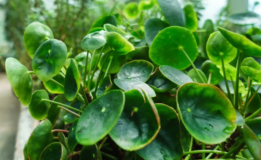 Pilea peperomioides pflegen - so bleibt die Ufopflanze kompakt
