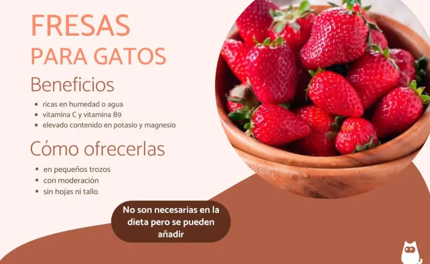 ¿Gatos y fresas? Descubre si son seguras y cómo dawkować