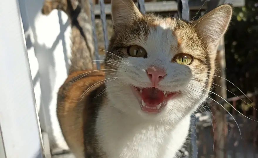 Why Is My Cat Meowing So Much? 3 Key Reasons & Solutions