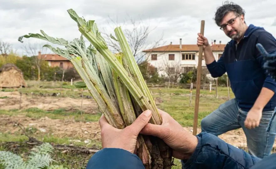 Quando piantare i carciofi e come preparare il terreno