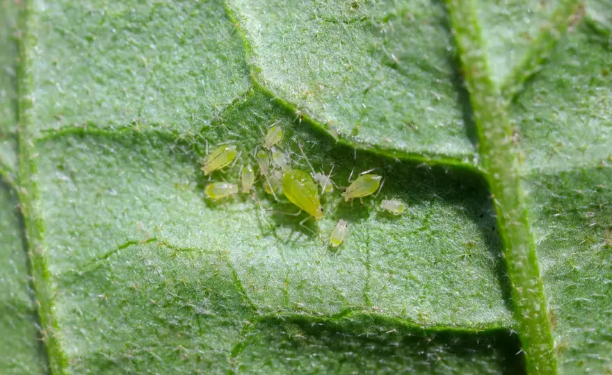 Pucerons pomme de terre - Maîtrisez-les avant les virus