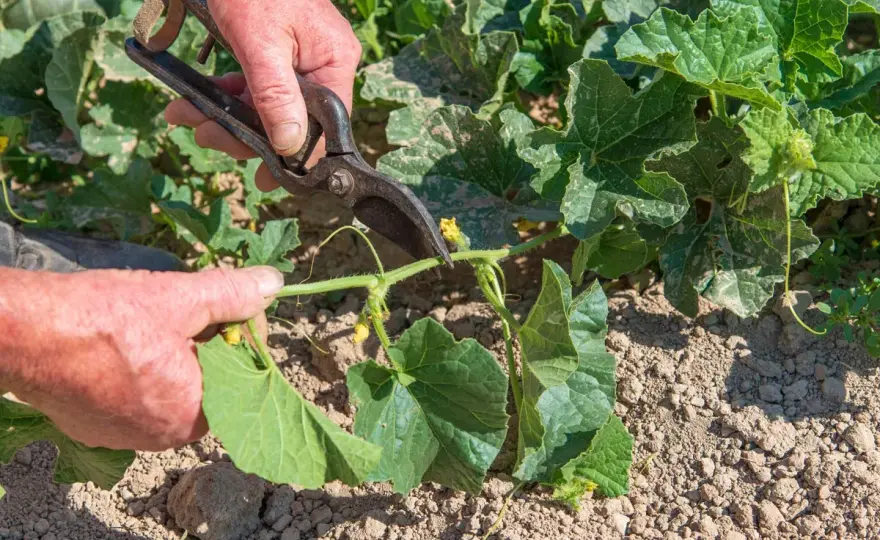 Taille du melon - quand pincer et combien de fruits garder ?