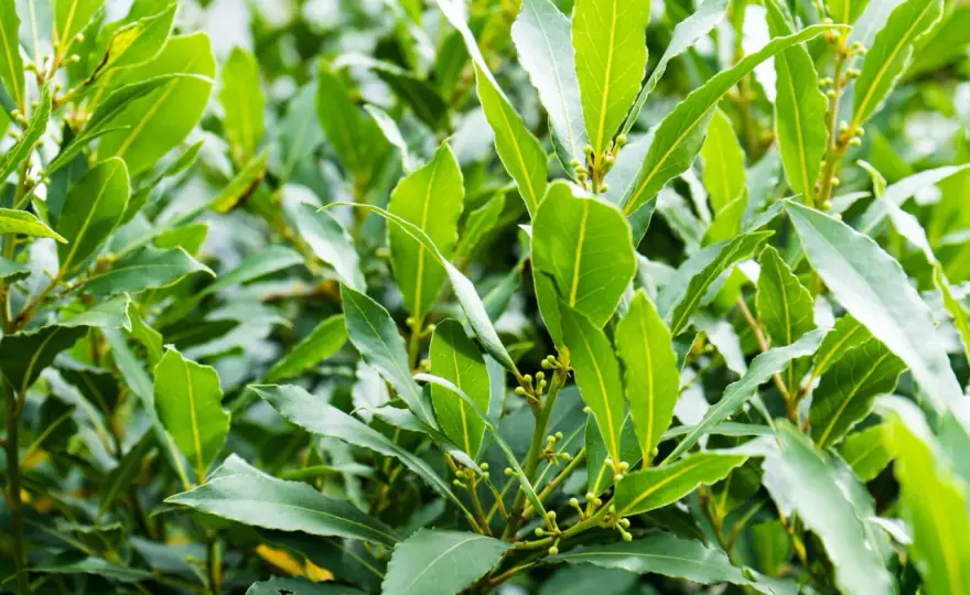 Lorbeer pflegen - So bleibt er dicht & aromatisch