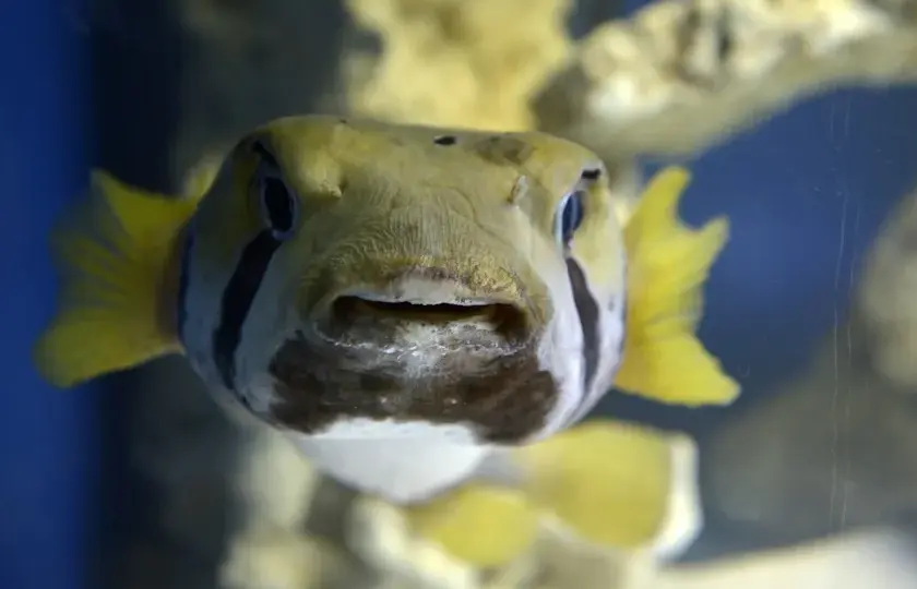 Oceanarium kujawsko pomorskie - co warto wiedzieć o atrakcjach morskich