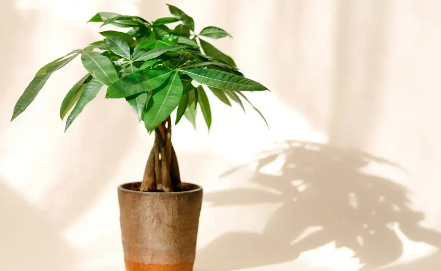 Comment entretenir un pachira sans faire jaunir ses feuilles ?