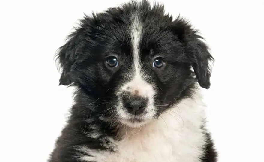 Kiedy szczeniak border collie zmienia sierść i co musisz wiedzieć