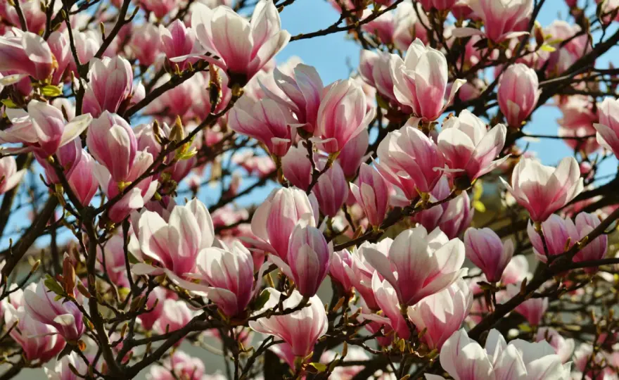 Kiedy kwitną magnolie? Poznaj sekrety ich pięknego kwitnienia