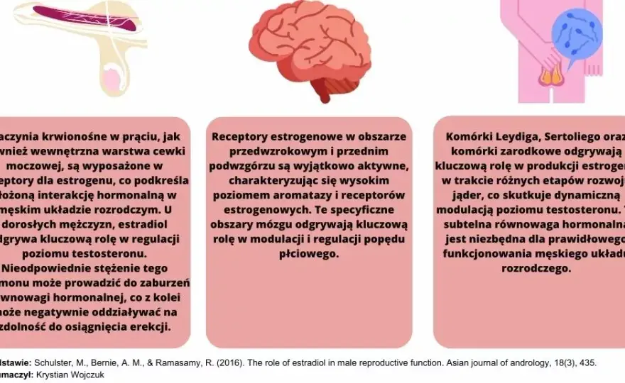Czy mężczyzna ma estrogen? Zaskakująca prawda o hormonach płciowych
