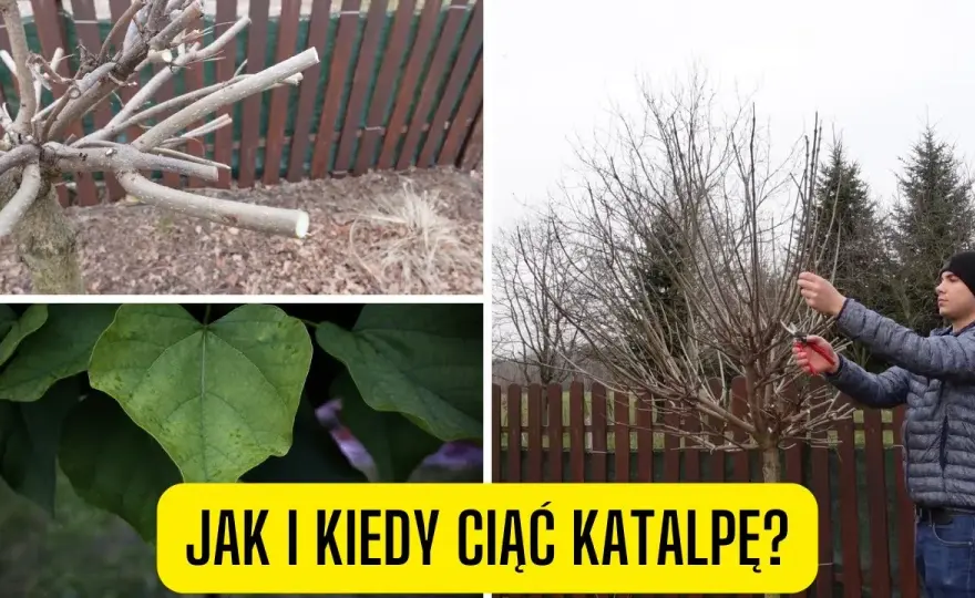Jak skutecznie przycinać katalpę, aby uniknąć błędów i zapewnić zdrowy wzrost