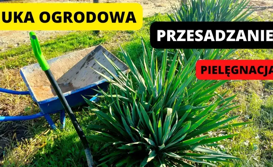 Jak sadzić juki ogrodowe: 7 kluczowych zasad dla pięknego ogrodu