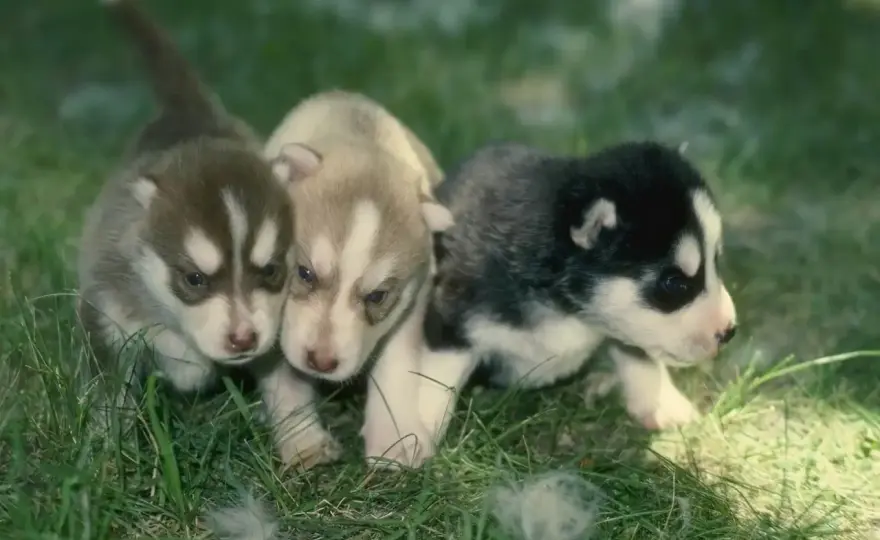 Czy husky szczeka? Prawda o zachowaniu i wokalizacji tej rasy psów