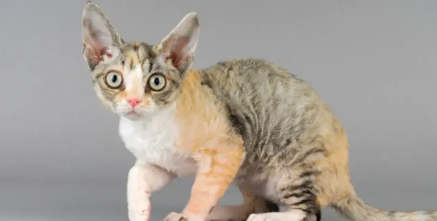 Czy Devon Rex uczula? Oto prawda o alergiach na koty