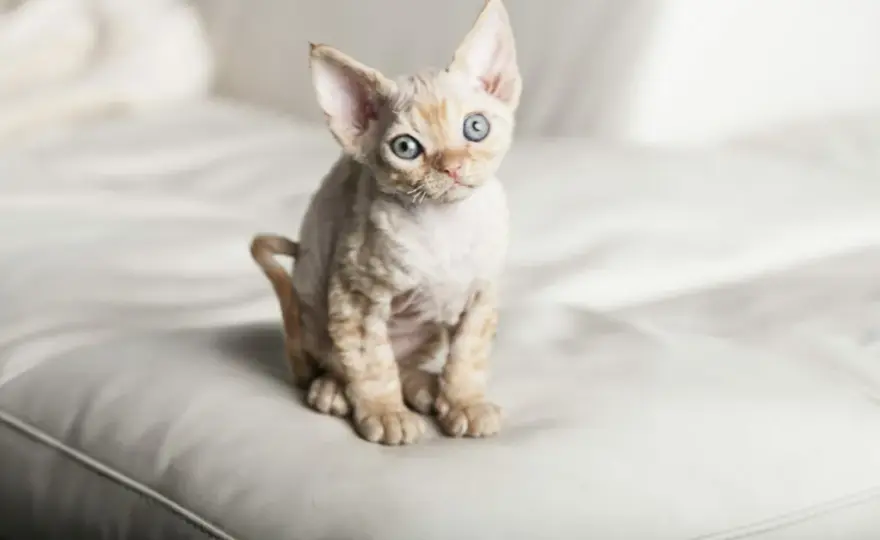 Devon Rex Bydgoszcz - znajdź idealnego kota dla siebie