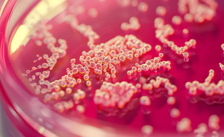 Objawy Helicobacter pylori w kale: Jak je rozpoznać i diagnozować?