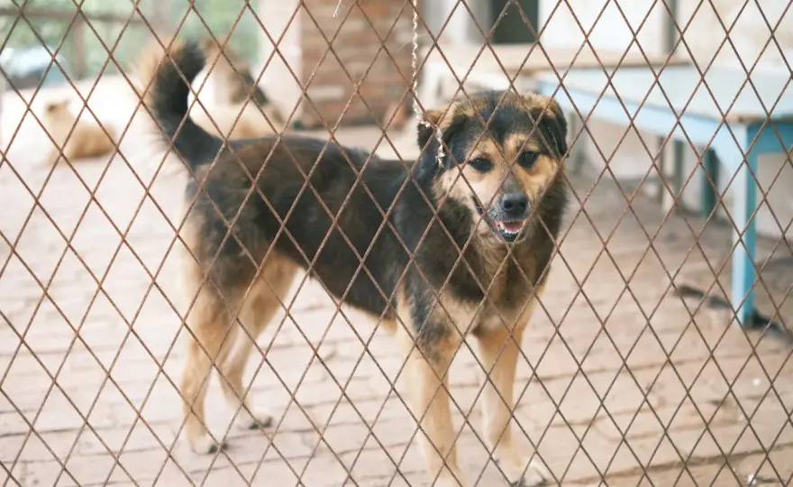 Adopcja zwierzaka – jak przygotować dom na nowego członka rodziny?