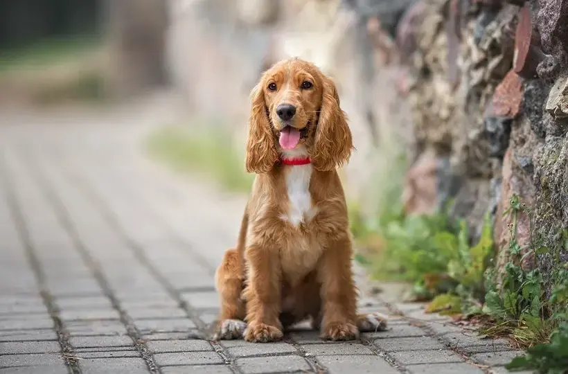 Duży spaniel: charakterystyka i wymagania popularnych ras psów